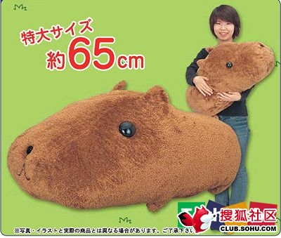 �ձ���20��(g��)�Ź�С��ߣ�һ��