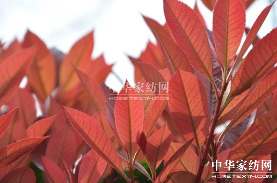 ���z������էů��(��i)�����C