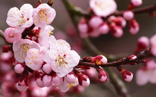 ���z�Ҽ������з۲ʡ��y�� �c����s��