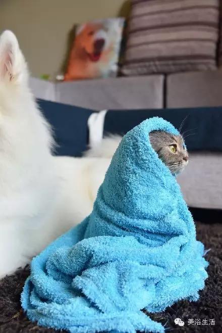 ��ԡ���ë�����Ԍ�����ë��Ҳ�����v����