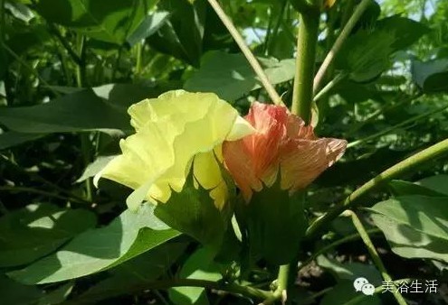 ��ԡ����Ƶ�Ĵ�����ë����ԡ���ʲô���ǰ�ɫ����