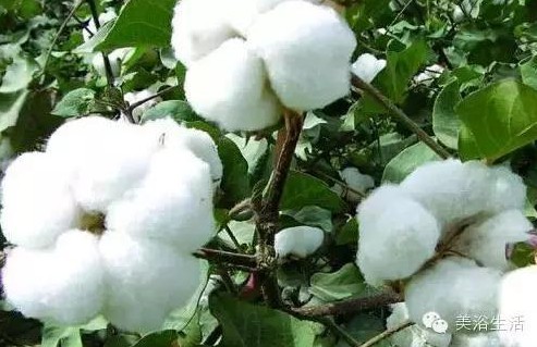 ��ԡ����Ƶ�Ĵ�����ë����ԡ���ʲô���ǰ�ɫ����