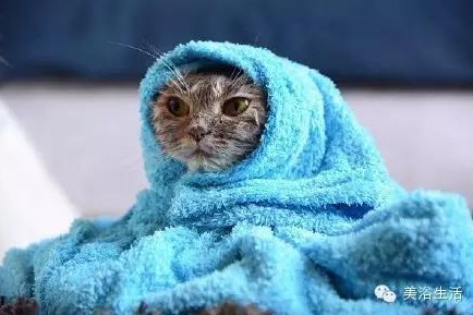 ��ԡ���ë�����Ԍ�����ë��Ҳ�����v����