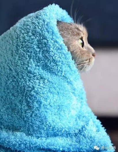 ��ԡ���ë�����Ԍ�����ë��Ҳ�����v����