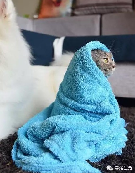 ��ԡ���ë�����Ԍ�����ë��Ҳ�����v����