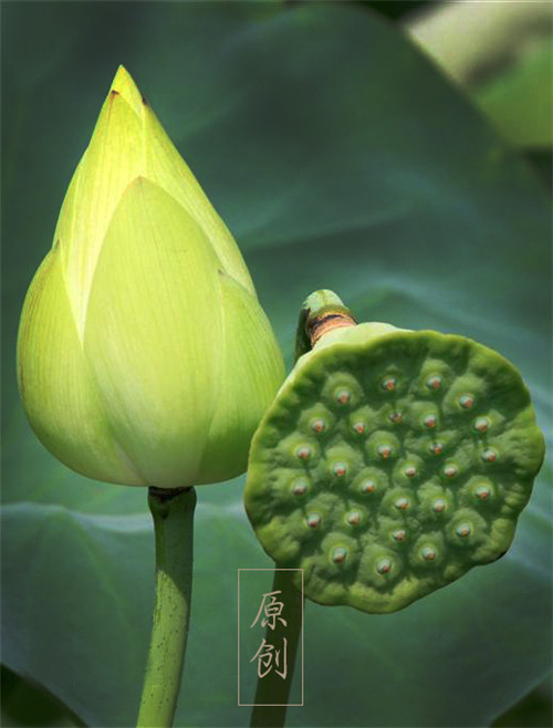 Ϧ��������