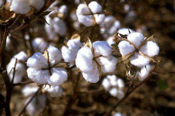 ����(zh��)����Ȼ���������ѻ��Ҽ��ĸ�ɽ���w������s�ߴ����﷦����