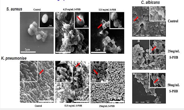 ������V�V��������Ʒ���о����l(f��)չڅ��